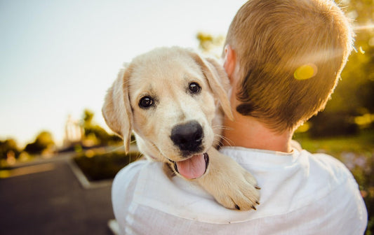 10 Things Every First-Time Dog Parent Should Know Before Bringing a Pup Home