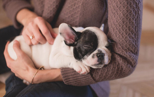The First 24 Hours with a New Dog: What to Expect & How to Prepare