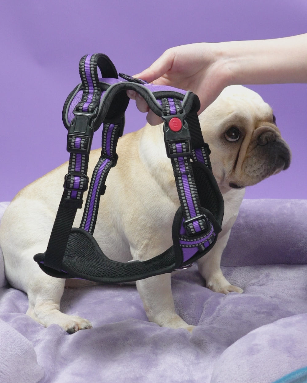 Smart Pro Easy-On No Pull Dog Harness - French Violet